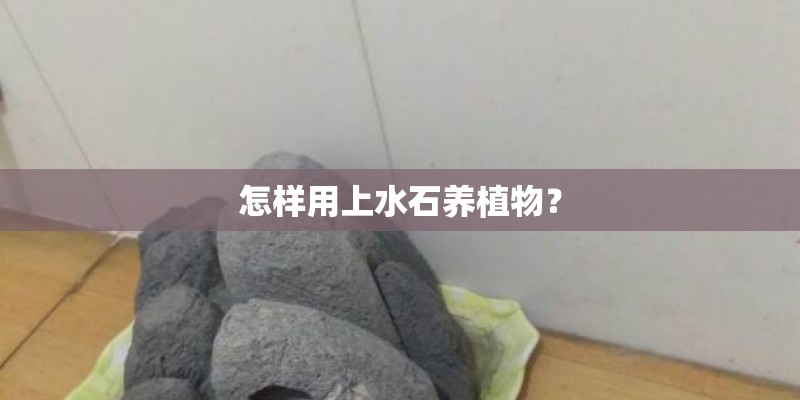 怎样用上水石养植物? 怎样用上水石养植物?