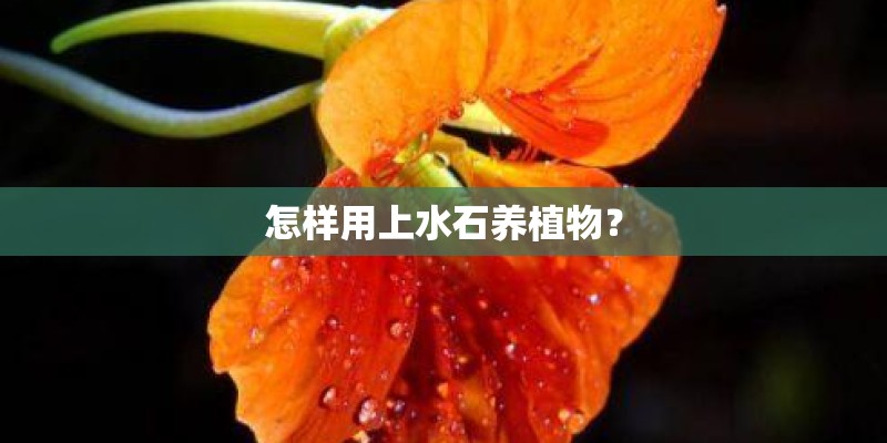 怎样用上水石养植物? 怎样用上水石养植物?