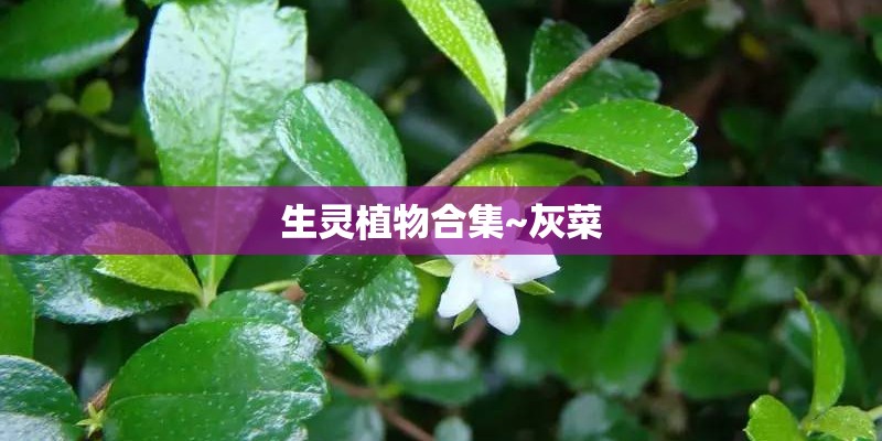 生灵植物合集~灰菜