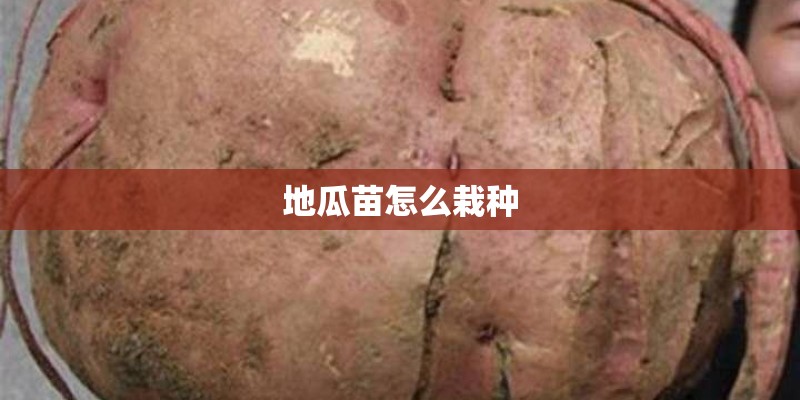 地瓜苗怎么栽种