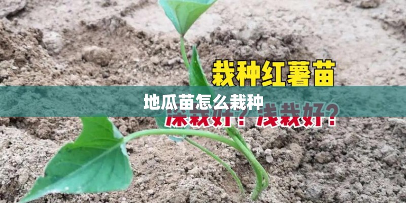 地瓜苗怎么栽种