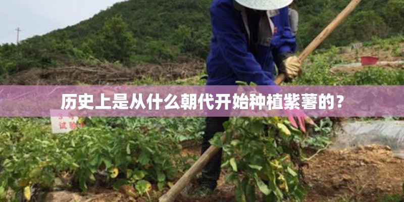 历史上是从什么朝代开始种植紫薯的？