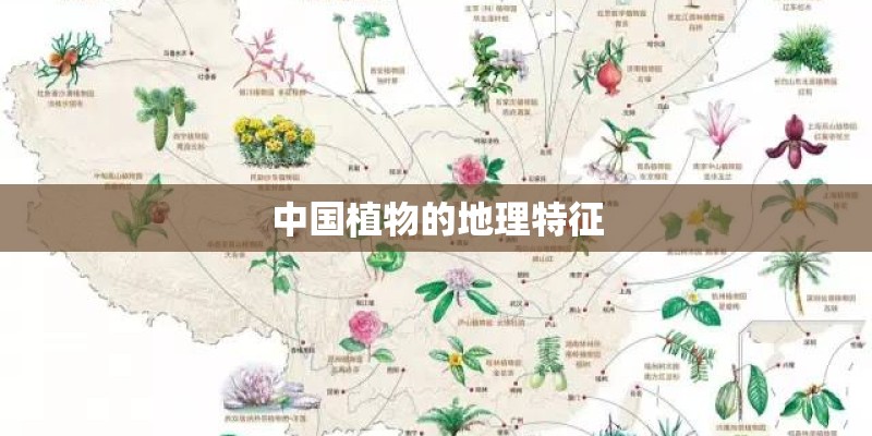 中国植物的地理特征