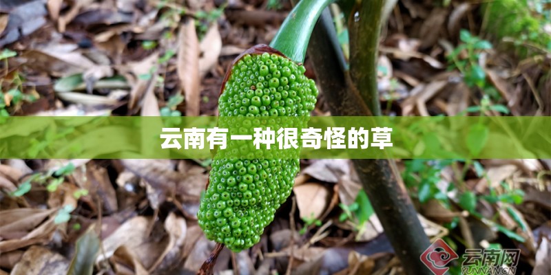 云南有一种很奇怪的草