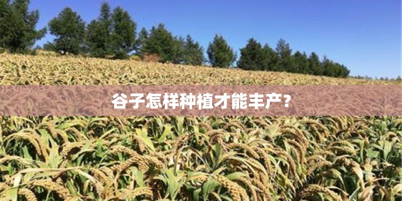 谷子怎样种植才能丰产？