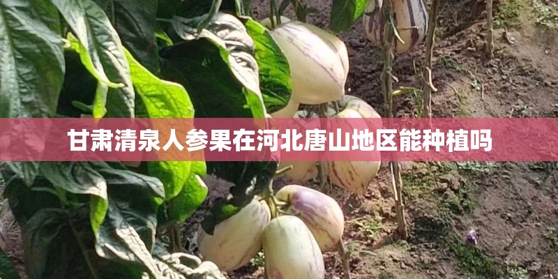 甘肃清泉人参果在河北唐山地区能种植吗