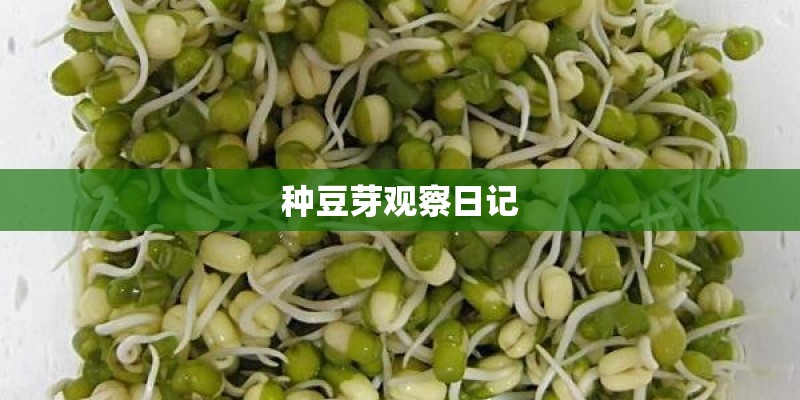种豆芽观察日记