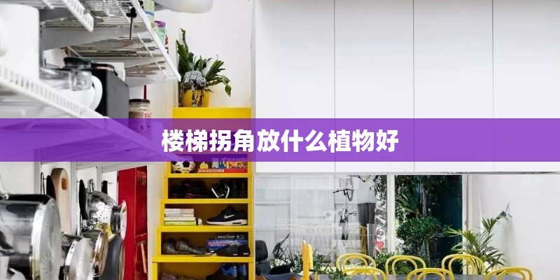 楼梯拐角放什么植物好