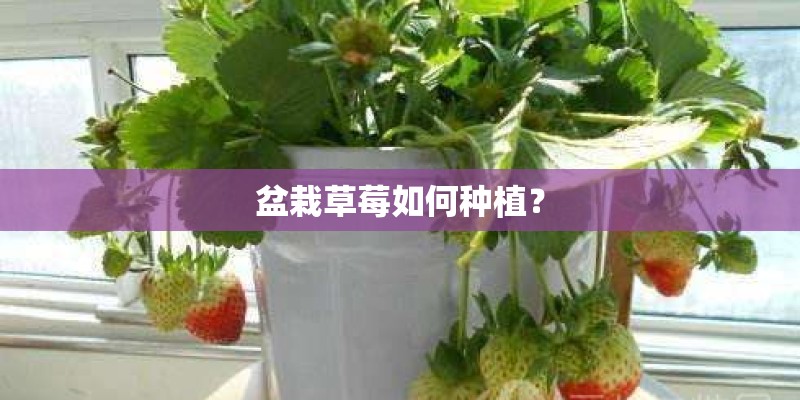 盆栽草莓如何种植？