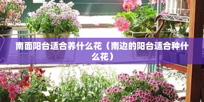 南面阳台适合养什么花（南边的阳台适合种什么花）