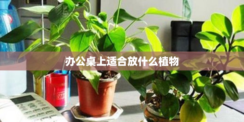 办公桌上适合放什么植物
