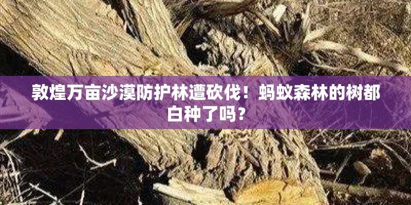 敦煌万亩沙漠防护林遭砍伐！蚂蚁森林的树都白种了吗？