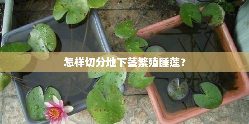 怎样切分地下茎繁殖睡莲？
