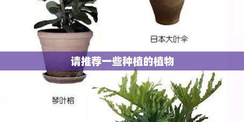 请推荐一些种植的植物