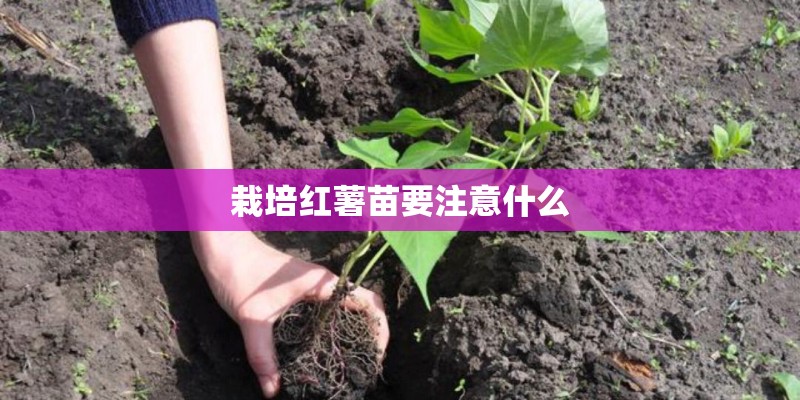 栽培红薯苗要注意什么