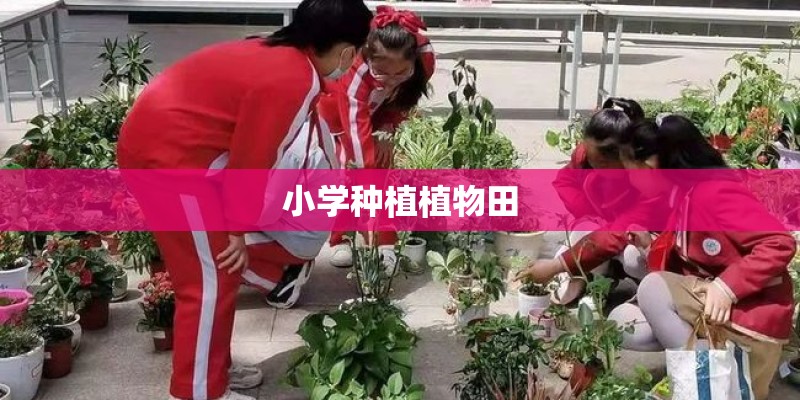 小学种植植物田