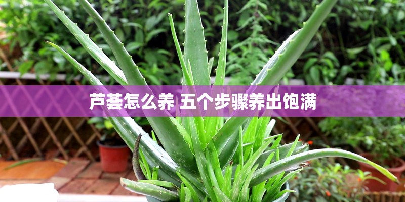 芦荟怎么养 五个步骤养出饱满