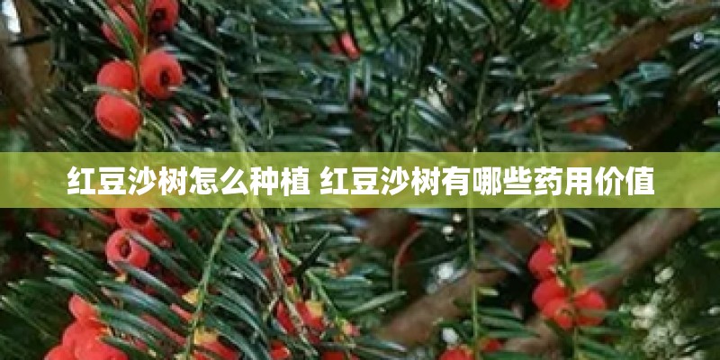 红豆沙树怎么种植 红豆沙树有哪些药用价值