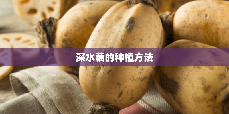 深水藕的种植方法