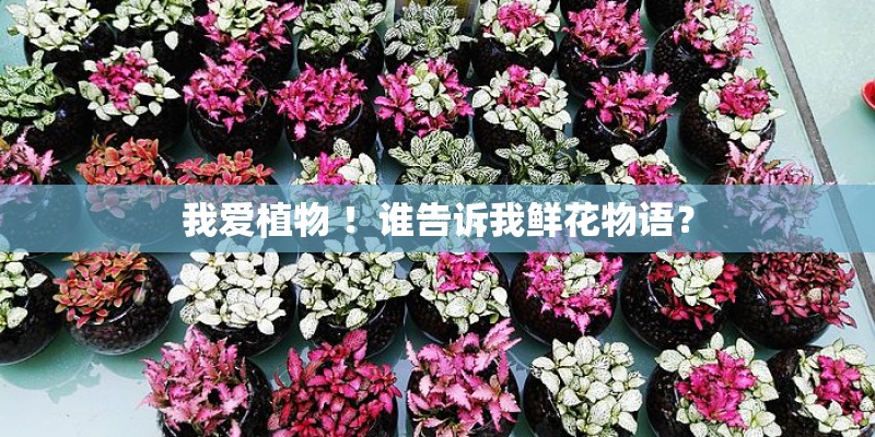我爱植物 ！谁告诉我鲜花物语？