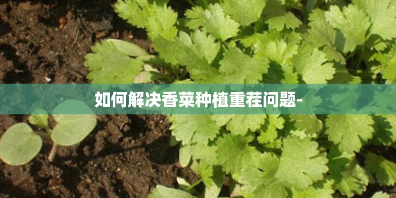 如何解决香菜种植重茬问题-
