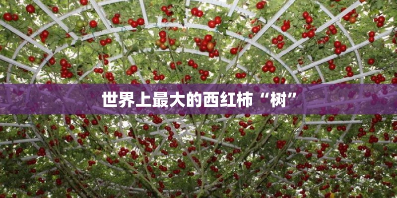 世界上最大的西红柿“树”