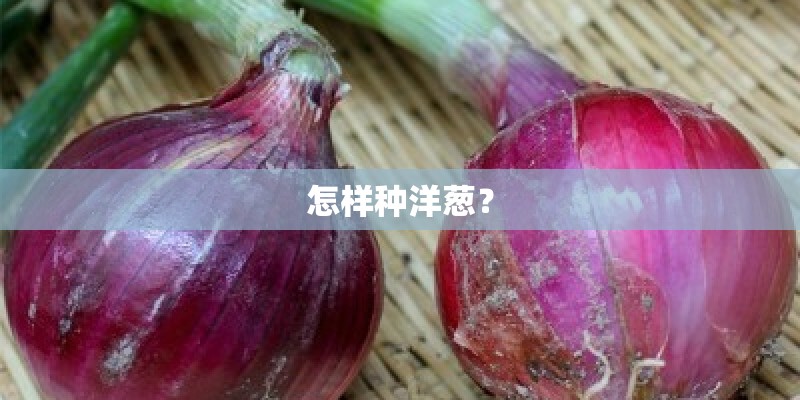 怎样种洋葱？