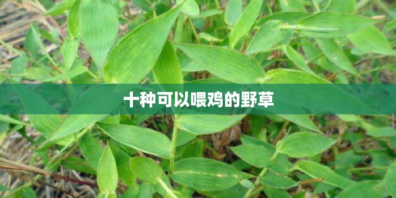 十种可以喂鸡的野草