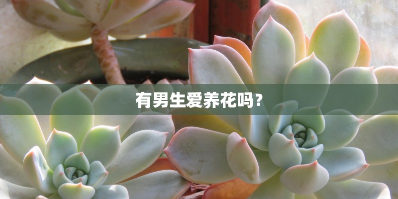 有男生爱养花吗？