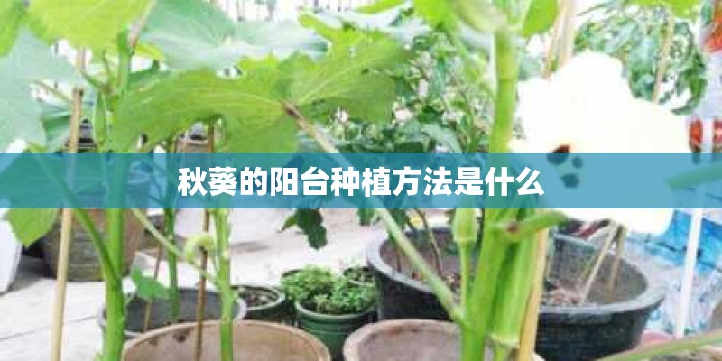 秋葵的阳台种植方法是什么