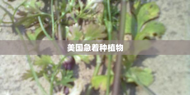 美国急着种植物