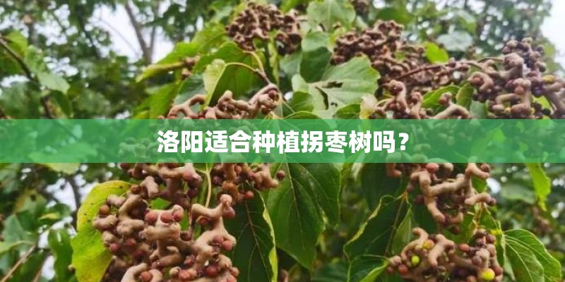 洛阳适合种植拐枣树吗？