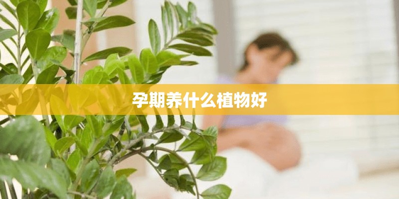 孕期养什么植物好