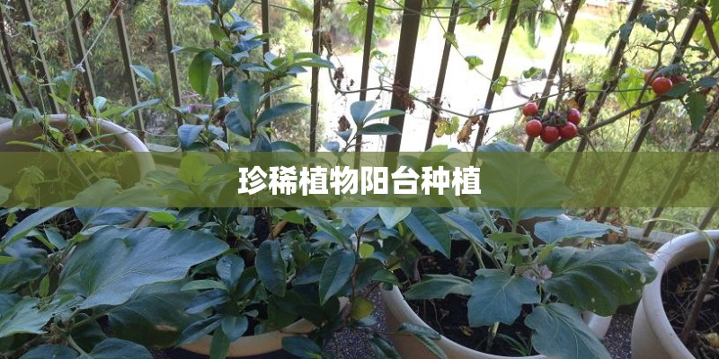 珍稀植物阳台种植