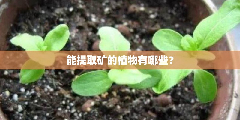 能提取矿的植物有哪些？