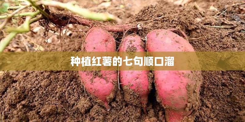种植红薯的七句顺口溜