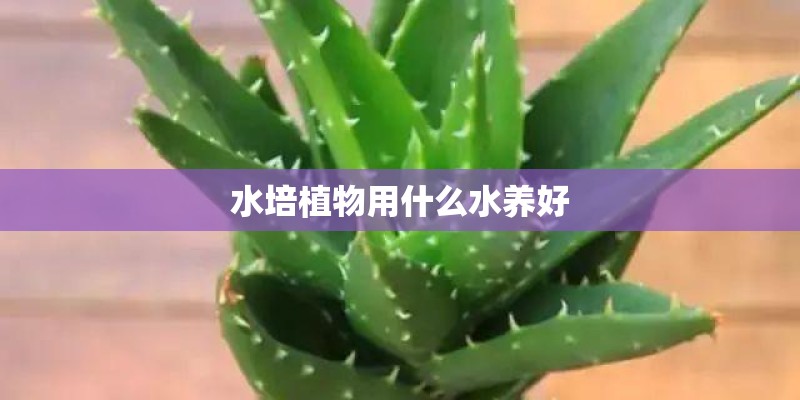 水培植物用什么水养好