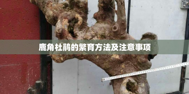 鹿角杜鹃的繁育方法及注意事项
