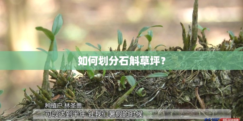 如何划分石斛草坪？