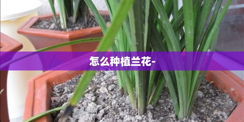 怎么种植兰花-
