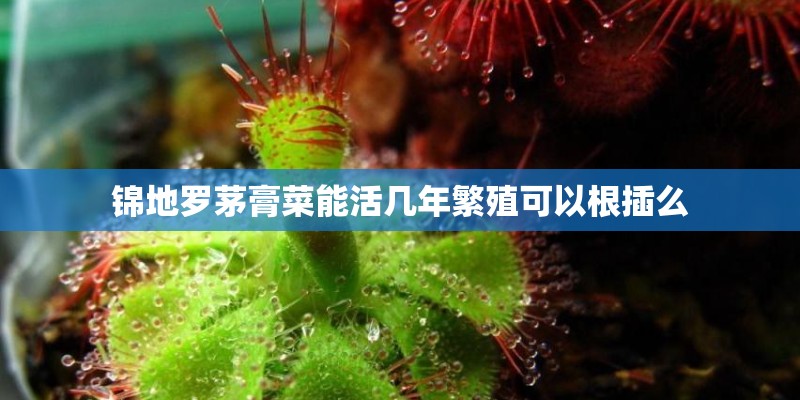 锦地罗茅膏菜能活几年繁殖可以根插么