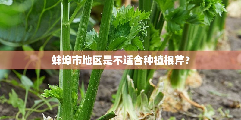 蚌埠市地区是不适合种植根芹？