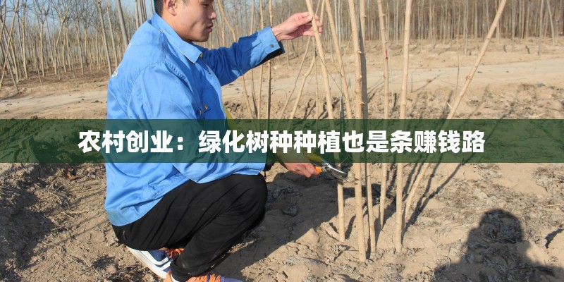农村创业：绿化树种种植也是条赚钱路