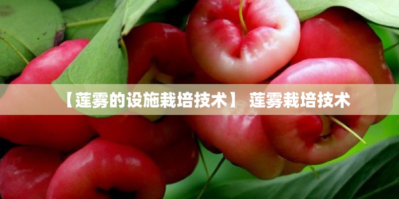 【莲雾的设施栽培技术】 莲雾栽培技术