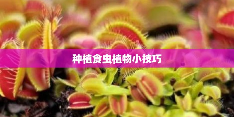 种植食虫植物小技巧