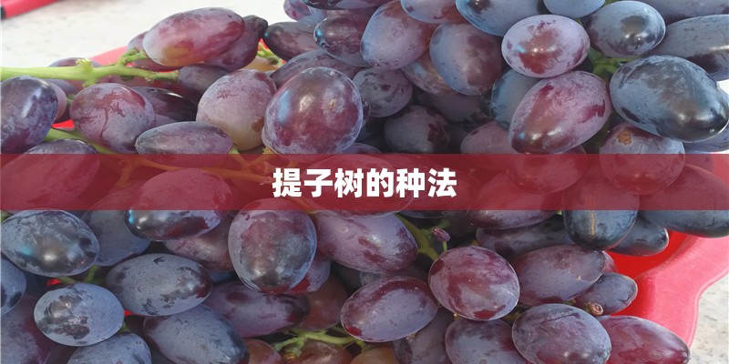 提子树的种法