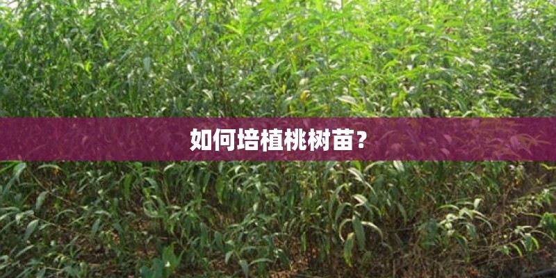 如何培植桃树苗？