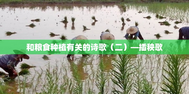 和粮食种植有关的诗歌（二）—插秧歌