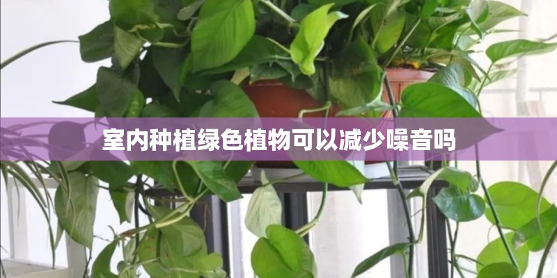 室内种植绿色植物可以减少噪音吗