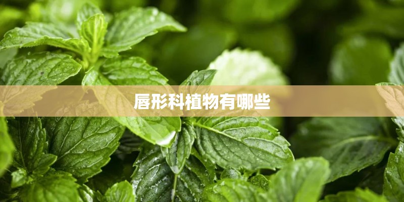 唇形科植物有哪些